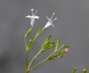 flower  : nom scientifique : Valeriana tripteris L. , Valeriana , Caprifoliaceae 