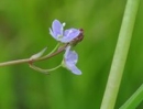 flower  : nom scientifique : Veronica scutellata L. , Veronica , Plantaginaceae 