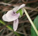 flower  : nom scientifique : Viola palustris L. , Viola , Violaceae 