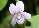 flower  : nom scientifique : Viola palustris L. , Viola , Violaceae 