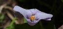 flower  : nom scientifique : Viola palustris L. , Viola , Violaceae 