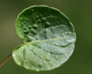 leaf  : nom scientifique : Viola palustris L. , Viola , Violaceae 