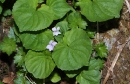 whole  : nom scientifique : Viola palustris L. , Viola , Violaceae 