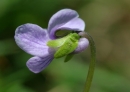 flower  : nom scientifique : Viola palustris L. , Viola , Violaceae 