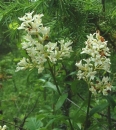 flower  : nom scientifique : Ligustrum vulgare L. , Ligustrum , Oleaceae 