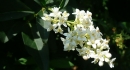 flower  : nom scientifique : Ligustrum vulgare L. , Ligustrum , Oleaceae 