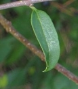 leaf  : nom scientifique : Ligustrum vulgare L. , Ligustrum , Oleaceae 