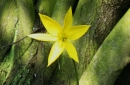 flower  : nom scientifique : Tulipa sylvestris L. , Tulipa , Liliaceae 