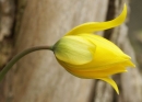 flower  : nom scientifique : Tulipa sylvestris L. , Tulipa , Liliaceae 