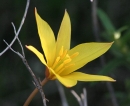 flower  : nom scientifique : Tulipa sylvestris L. , Tulipa , Liliaceae 