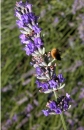 flower  : nom scientifique : Lavandula latifolia Medik. , Lavandula , Lamiaceae 