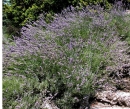 whole  : nom scientifique : Lavandula latifolia Medik. , Lavandula , Lamiaceae 