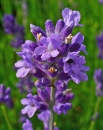 flower  : nom scientifique : Lavandula angustifolia Mill. , Lavandula , Lamiaceae 