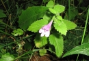 flower  : nom scientifique : Calamintha grandiflora Pursh , Calamintha , Lamiaceae 