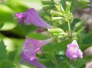 flower  : nom scientifique : Calamintha grandiflora Pursh , Calamintha , Lamiaceae 