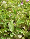 stemleaf  : nom scientifique : Calamintha grandiflora Pursh , Calamintha , Lamiaceae 