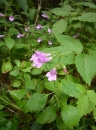 whole  : nom scientifique : Calamintha grandiflora Pursh , Calamintha , Lamiaceae 