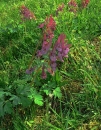 whole  : nom scientifique : Corydalis cava Schweigger & Korte , Corydalis , Papaveraceae 