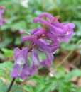 flower  : nom scientifique : Corydalis cava Schweigger & Korte , Corydalis , Papaveraceae 