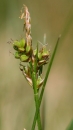 flower  : nom scientifique : Carex pilulifera L. , Carex , Cyperaceae 