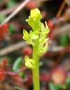 flower  : nom scientifique : Hammarbya paludosa Kuntze , Hammarbya , Orchidaceae 