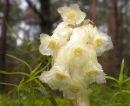 flower  : nom scientifique : Monotropa hypopitys L. , Monotropa , Ericaceae 