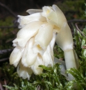 flower  : nom scientifique : Monotropa hypopitys L. , Monotropa , Ericaceae 