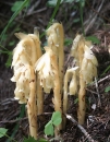 whole  : nom scientifique : Monotropa hypopitys L. , Monotropa , Ericaceae 