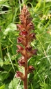 flower  : nom scientifique : Orobanche gracilis Sm. , Orobanche , Orobanchaceae 