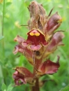 flower  : nom scientifique : Orobanche gracilis Sm. , Orobanche , Orobanchaceae 