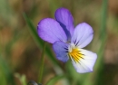 flower  : nom scientifique : Viola tricolor L. , Viola , Violaceae 