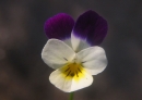 flower  : nom scientifique : Viola tricolor L. , Viola , Violaceae 