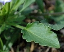 leaf  : nom scientifique : Viola tricolor L. , Viola , Violaceae 