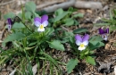 whole  : nom scientifique : Viola tricolor L. , Viola , Violaceae 