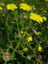 flower  : nom scientifique : Picris echioides L. , Picris , Asteraceae 