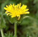 flower  : nom scientifique : Picris echioides L. , Picris , Asteraceae 