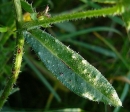 leaf  : nom scientifique : Picris echioides L. , Picris , Asteraceae 