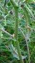 stemleaf  : nom scientifique : Picris echioides L. , Picris , Asteraceae 