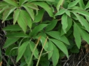 leaf  : nom scientifique : Paeonia officinalis L. , Paeonia , Paeoniaceae 