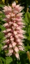 flower  : nom scientifique : Polygonum bistorta L. , Polygonum , Polygonaceae 