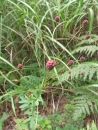 whole  : nom scientifique : Sanguisorba officinalis L. , Sanguisorba , Rosaceae 