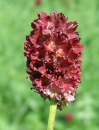 flower  : nom scientifique : Sanguisorba officinalis L. , Sanguisorba , Rosaceae 