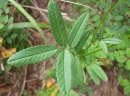 leaf  : nom scientifique : Sanguisorba officinalis L. , Sanguisorba , Rosaceae 