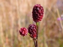 flower  : nom scientifique : Sanguisorba officinalis L. , Sanguisorba , Rosaceae 