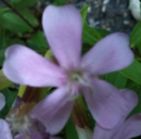 flower  : nom scientifique : Saponaria officinalis L. , Saponaria , Caryophyllaceae 