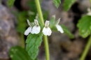 flower  : nom scientifique : Stachys recta L. , Stachys , Lamiaceae 