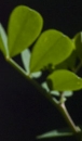 leaf  : nom scientifique : Coronilla valentina L. , Coronilla , Fabaceae 