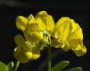 flower  : nom scientifique : Coronilla valentina L. , Coronilla , Fabaceae 