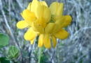flower  : nom scientifique : Coronilla valentina L. , Coronilla , Fabaceae 