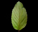 leaf  : nom scientifique : Mentha aquatica L. , Mentha , Lamiaceae 